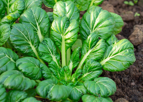 Tatsoi - Mustard Greens Seeds - Organic