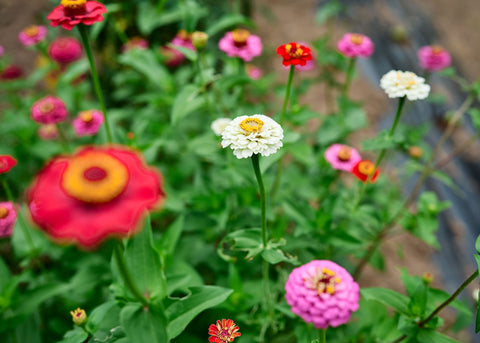 Thumbelina Mix - Organic Zinnia Seeds