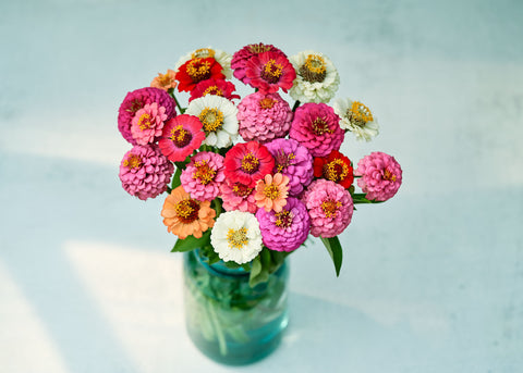 Thumbelina Mix - Organic Zinnia Seeds