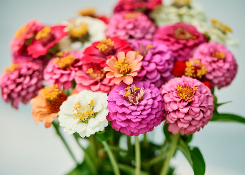 Thumbelina Mix - Organic Zinnia Seeds