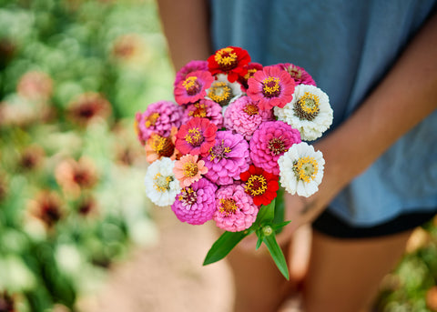 Thumbelina Mix - Organic Zinnia Seeds