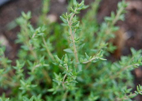 Thyme