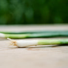 Freshly harvested Tokyo Long White bunching onions with white roots and green stalks resting on a wooden surface.