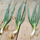 Three Tokyo Long White bunching onions with long green stalks and white bases lying on a rustic wooden surface.