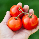 A hand holding three smooth, round red Ace 55 tomatoes on a green vine against a blurred garden background.