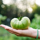 A hand holding a large, chartreuse Aunt Ruby's German Green tomato with water droplets in a garden setting.