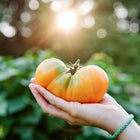 A hand holding a large, glowing orange Kellogg's Breakfast beefsteak tomato against a sunlit garden background.