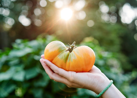 Kellogg's Breakfast - Tomato Seeds - Organic