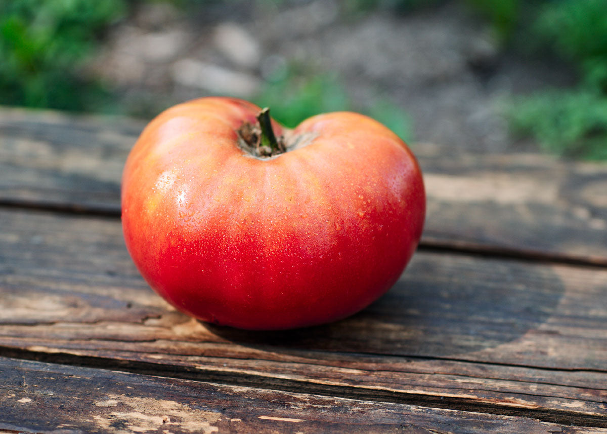 Pink Brandywine - Organic Tomato Seeds – Bucktown Seed Company