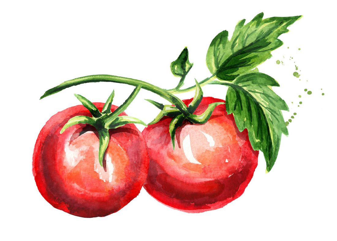 Bundaberg Rumball - Tomato Seeds