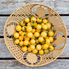 Freshly harvested White Cherry tomatoes in a woven basket on a weathered wooden surface.
