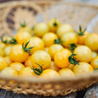 Freshly harvested White Cherry tomatoes with pale yellow skins in a woven wicker basket.