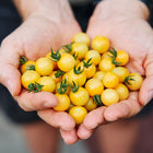 Hands cupping a harvest of small, round, pale cream-yellow White Cherry tomatoes with green stems.