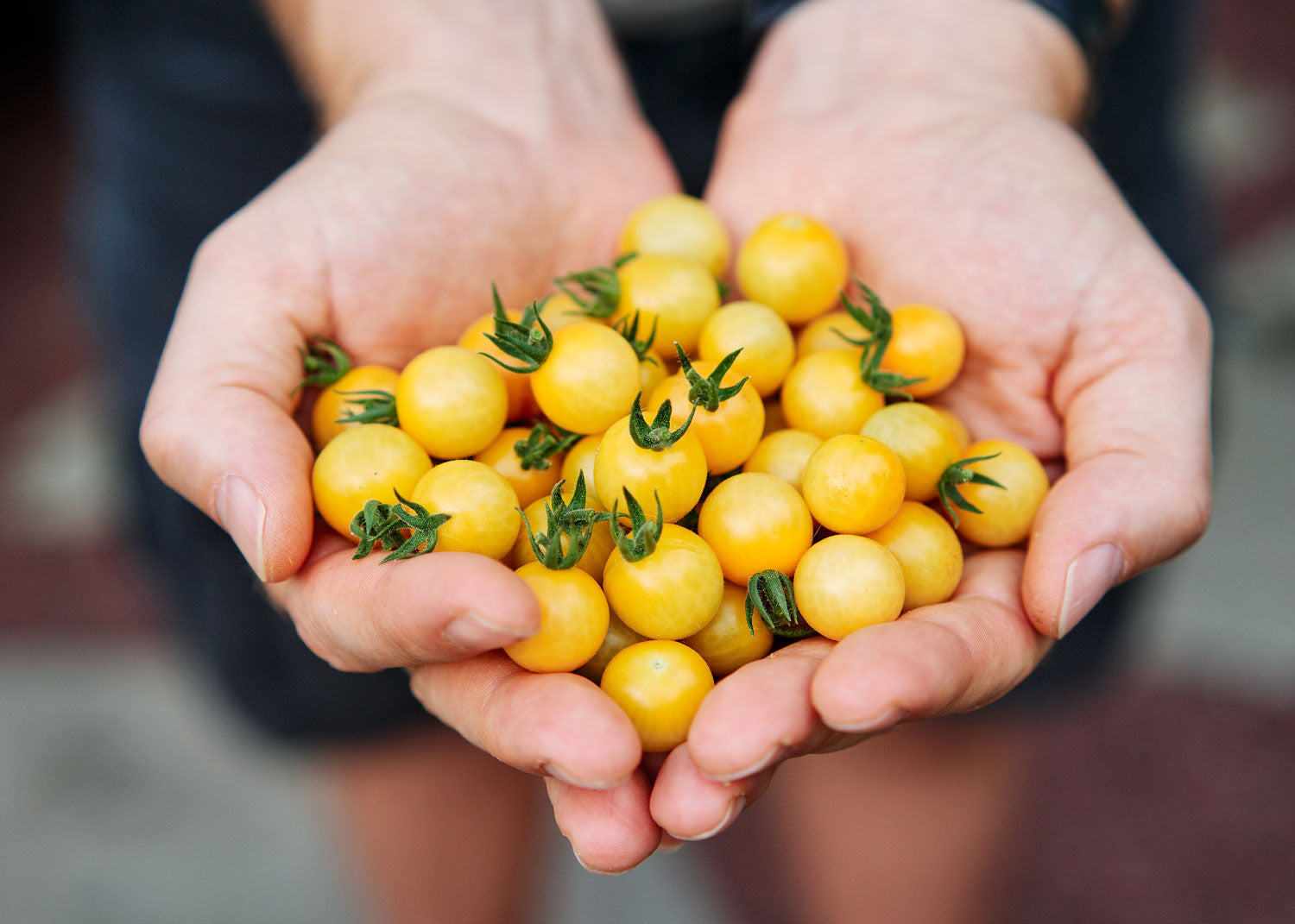 White Cherry - Tomato Seeds