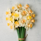 Bouquet of Best Pink Narcissus flowers with soft rose-pink trumpets and creamy white petals tied with twine.