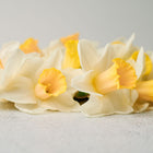 Best Pink Narcissus flowers with soft rose-pink trumpets and creamy white petals on a light textured surface.