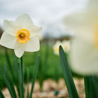 Best Pink Narcissus flower with creamy white petals and a soft pink-orange trumpet blooming in a garden.