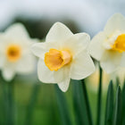 Best Pink Narcissus flowers with creamy white petals and soft pinkish-orange trumpets blooming in a garden.