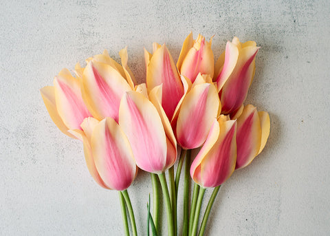 Blushing Lady - Tulip Bulbs