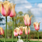 Blushing Lady tulips with elongated, soft pink and cream petals blooming on tall green stems against a blue sky.