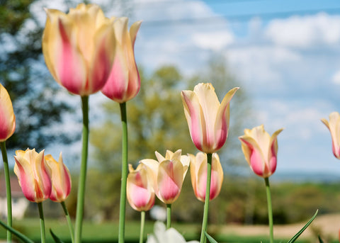 Blushing Lady - Tulip Bulbs