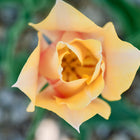 Top-down view of a Blushing Lady tulip flower with soft pink and yellow petals blooming in a garden.