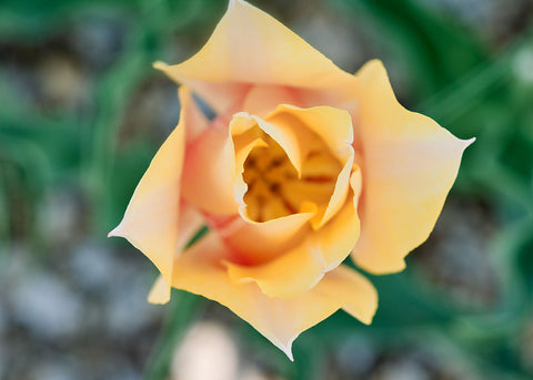 Blushing Lady - Tulip Bulbs