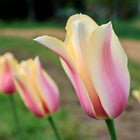 Blushing Lady tulips with elongated, soft pink and cream-colored petals blooming in a garden.