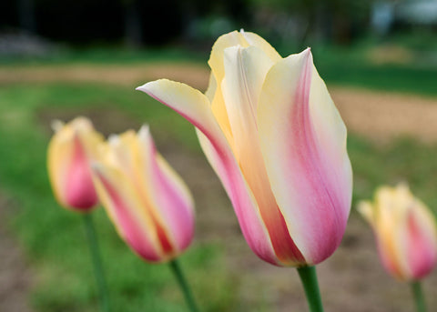 Blushing Lady - Tulip Bulbs