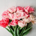 Bouquet of Foxtrot double early tulips with ruffled pink and crimson petals on a light textured background.