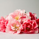 Bouquet of blooming Foxtrot double early tulips with ruffled pink and crimson petals on a light surface.