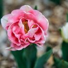 Full, peony-like Foxtrot tulip bloom with soft pink and white ruffled petals in a garden setting.