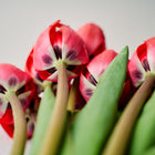Red Impression tulip blooms showing deep red petals with dark centers and green stems.
