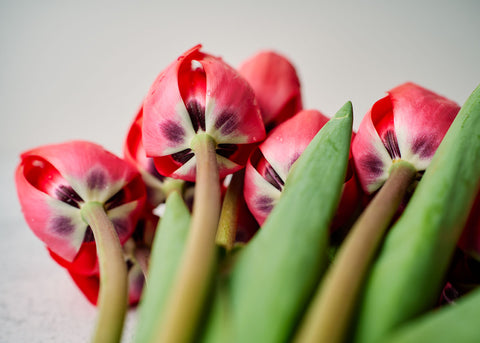 Red Impression - Tulip Bulbs