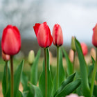Red Impression tulips with deep red petals and green stems blooming in a garden field.