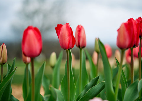 Red Impression - Tulip Bulbs