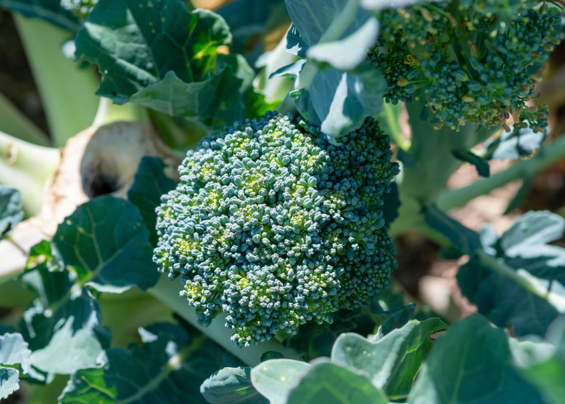 Umpqua - Broccoli Seeds
