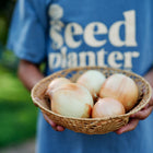 Person holding a woven basket filled with harvested Walla Walla onions with light brown, papery skins.