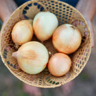 Hands holding a woven basket filled with five harvested Walla Walla sweet onions with light brown skins.