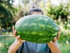 Person holding a large, oblong Tendersweet Orange watermelon with a classic green striped rind.