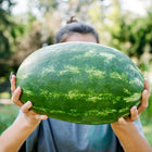 Person holding a large, oblong Tendersweet Orange watermelon with a classic green striped rind.