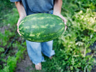 Person holding a large, oblong Tendersweet Orange watermelon with green striped rind in a garden.
