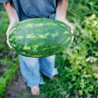 Person holding a large, oblong Tendersweet Orange watermelon with green striped rind in a garden.