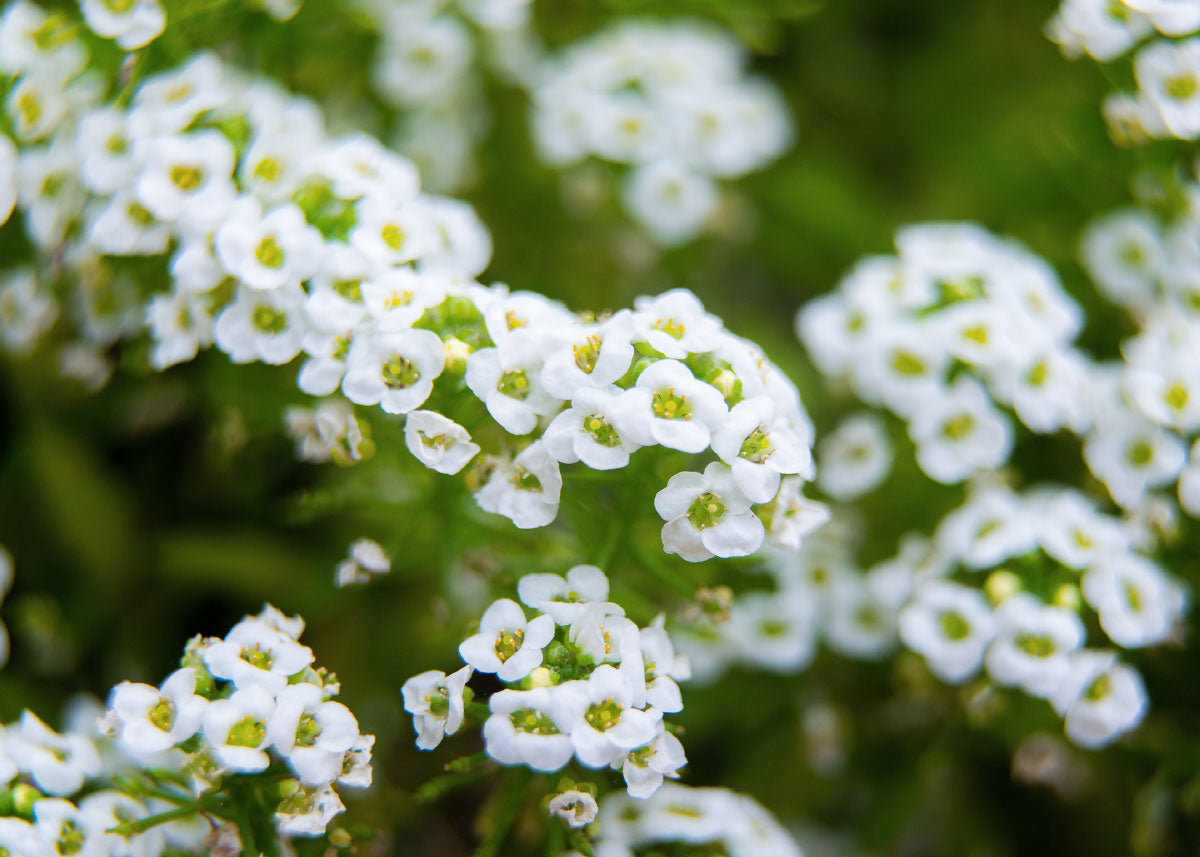 White Sweet - Alyssum Seeds - Organic – Bucktown Seed Company