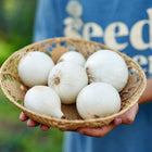 Person holding a woven basket filled with harvested White Sweet Spanish onion bulbs.