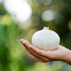 A hand holding a large, round White Sweet Spanish onion bulb against a blurred green garden background.
