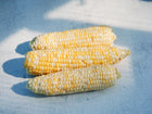 Three ears of Who Gets Kissed sweet corn with yellow and white kernels resting on a light blue surface.