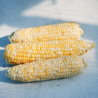 Three ears of Who Gets Kissed sweet corn with yellow and white kernels resting on a light blue surface.