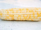 Freshly harvested ear of Who Gets Kissed sweet corn with rows of yellow and white kernels on a light textured surface.
