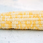 Freshly harvested ear of Who Gets Kissed sweet corn with rows of yellow and white kernels on a light textured surface.